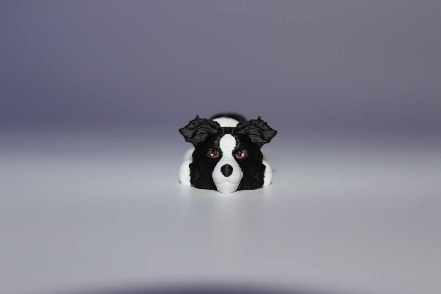 Cardigan Welsh Corgi