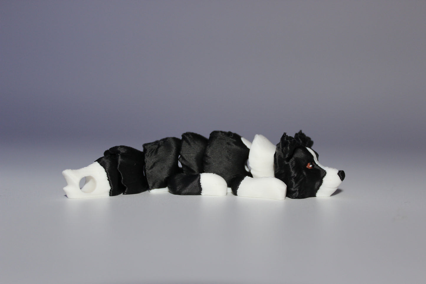 Cardigan Welsh Corgi